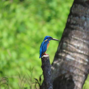 Image of Common Kingfisher (Cobalt-eared)