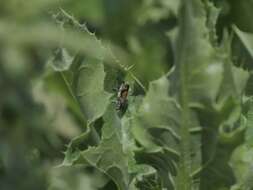 Image of Phytoecia (Helladia) pretiosa Faldermann 1837