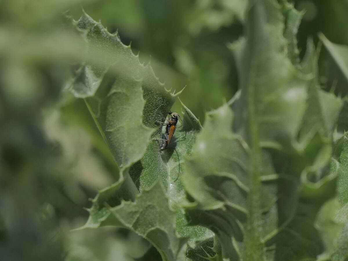 Слика од Phytoecia (Helladia) pretiosa Faldermann 1837