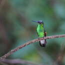 Image of Oaxaca Hummingbird