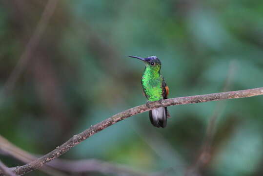 Image of Oaxaca Hummingbird