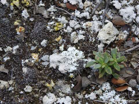 Image de Fulgensia desertorum (Tomin) Poelt