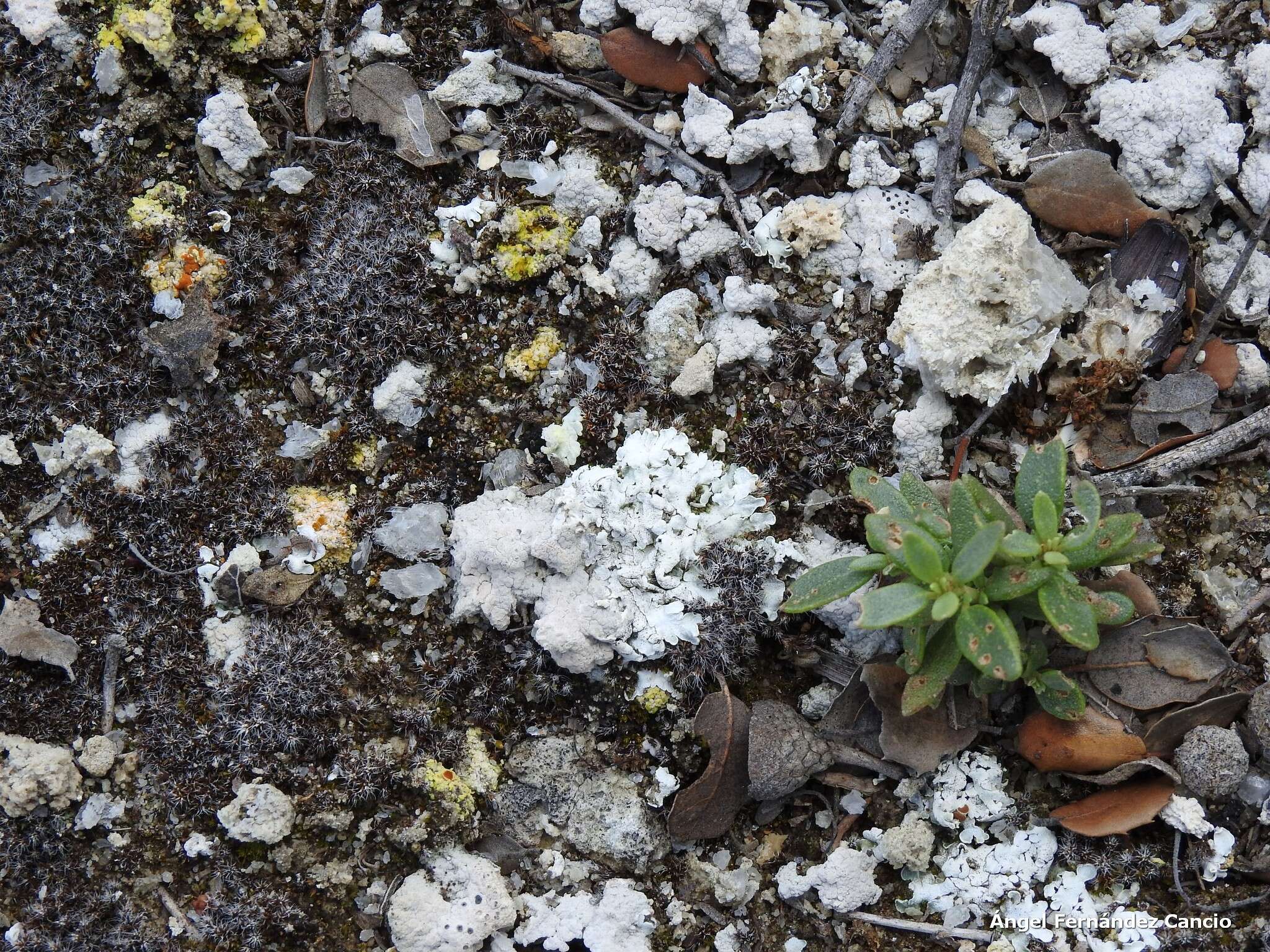 Image de Fulgensia desertorum (Tomin) Poelt