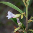 Image of Helicteres angustifolia L.