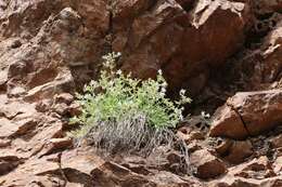 Image of Black Canyon gilia