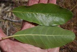 Image of Planchonella pohlmaniana (F. Muell.) Pierre ex Dubard