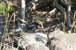 Image of Black Woodpecker