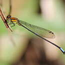 Acanthagrion obsoletum (Förster 1914) resmi