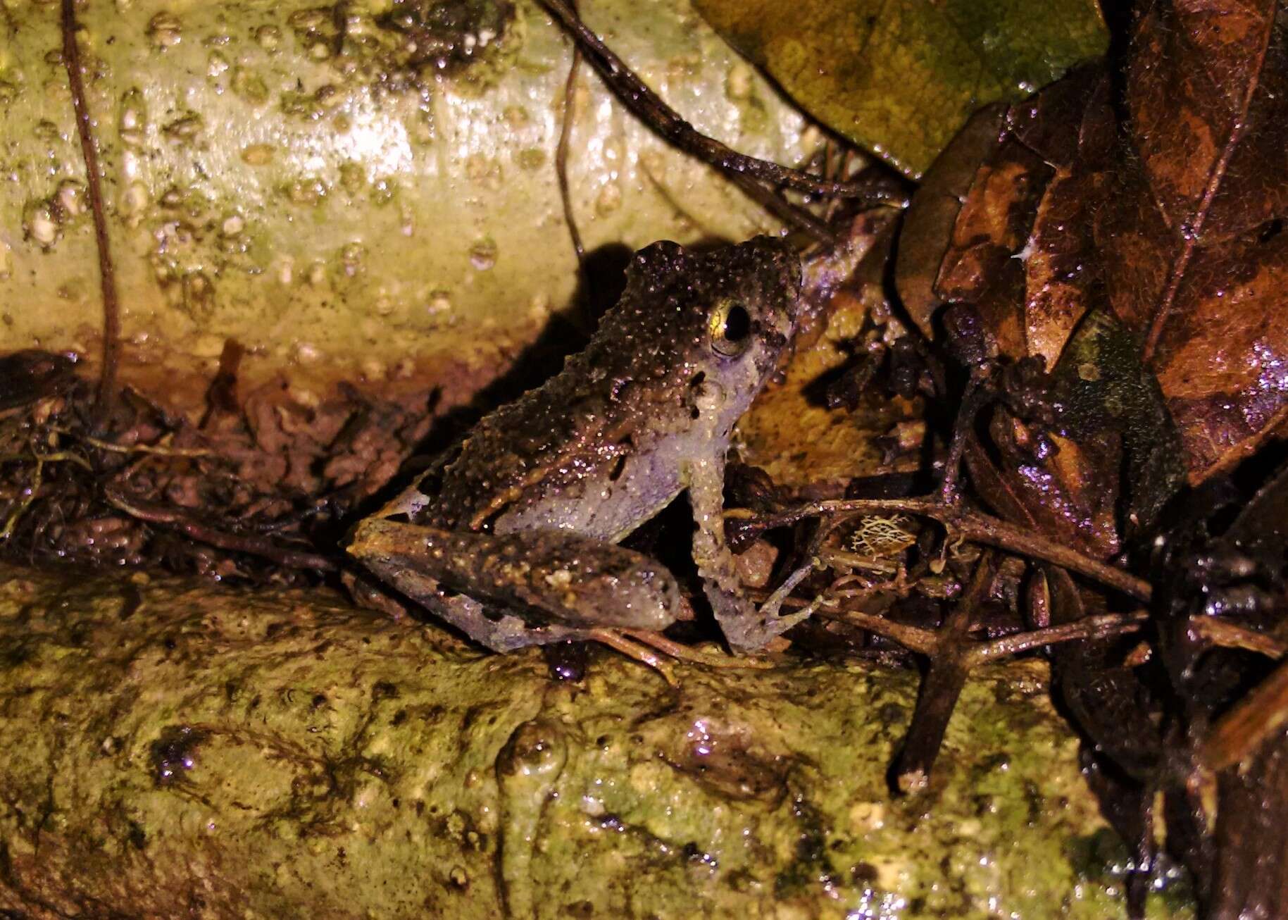 Image of Steindachner's Robber Frog; ra-da-mata