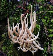 Image of Clavaria fumosa Pers. 1796