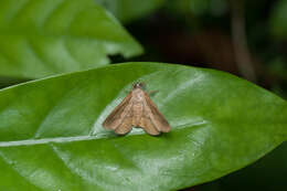 Image of Taviodes fulvescens Hampson 1926