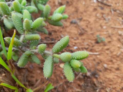 Image of Delosperma echinatum (Lam.) Schwant.