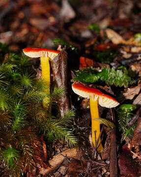 Image of Hygrocybe xanthopoda A. M. Young 2000