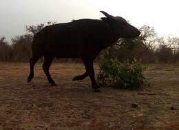 Syncerus caffer brachyceros (Gray 1837)的圖片