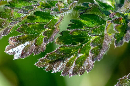 Image of Daucus carota subsp. gummifer (Syme) Hook. fil.