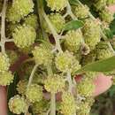 Conocarpus lancifolius Engl. resmi