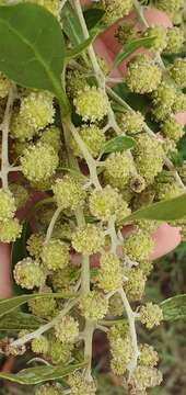 Image of Conocarpus lancifolius Engl.