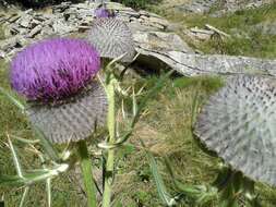 Image of woolly thistle