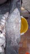 Image of Pacific tripletail