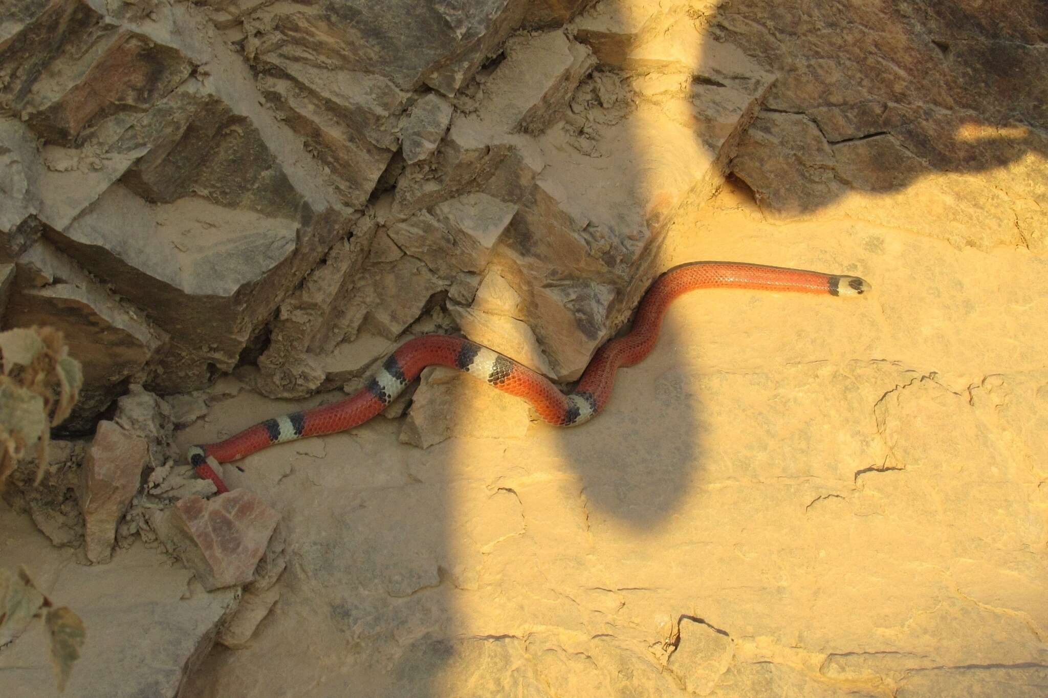 Image of Filetail Ground Snake