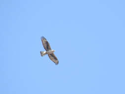 Image of Bonelli's Eagle