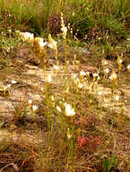 Imagem de Ornithogalum graminifolium Thunb.