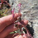 Image of Habranthus gracilifolius Herb.