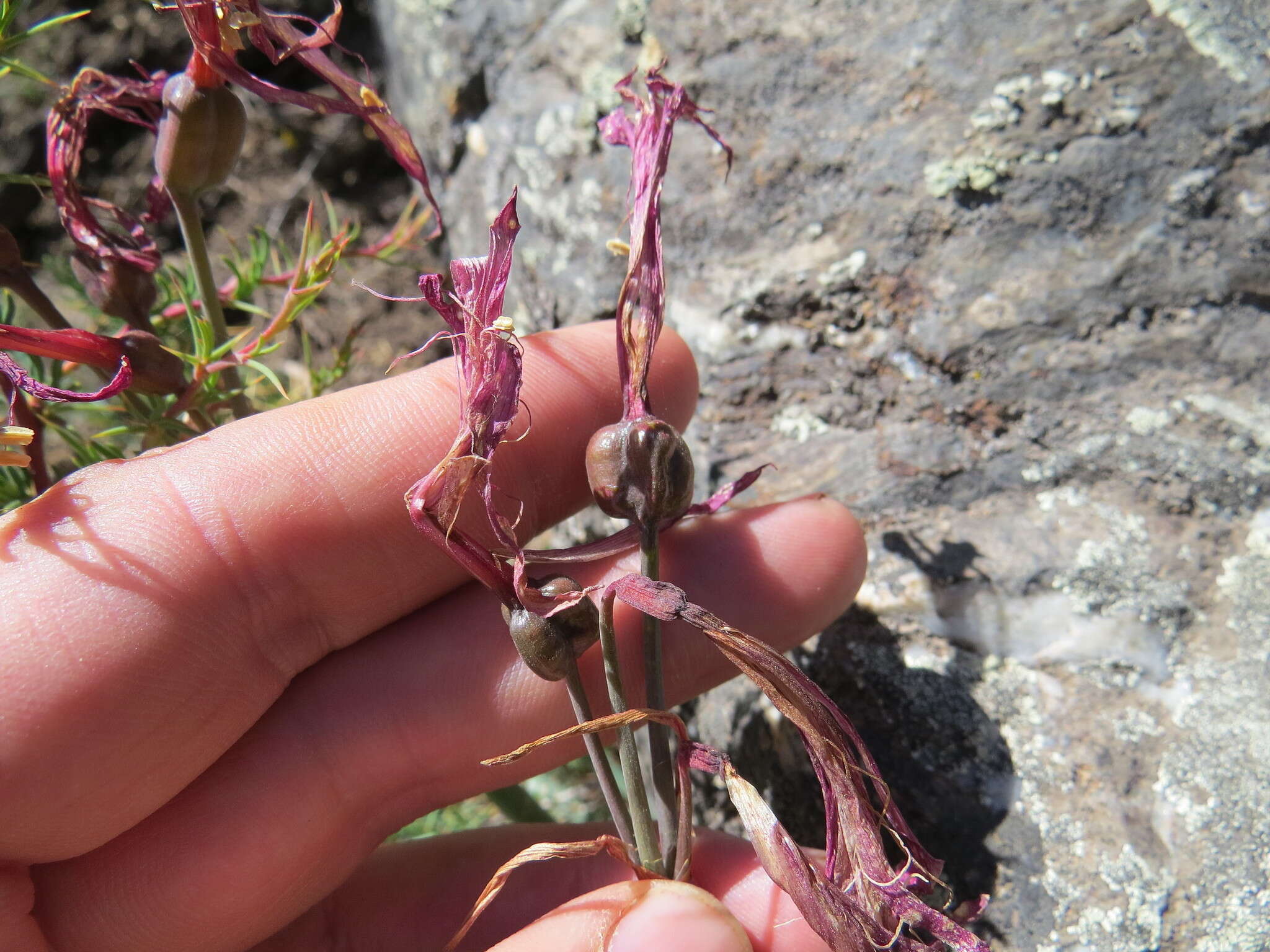 Image of Habranthus gracilifolius Herb.