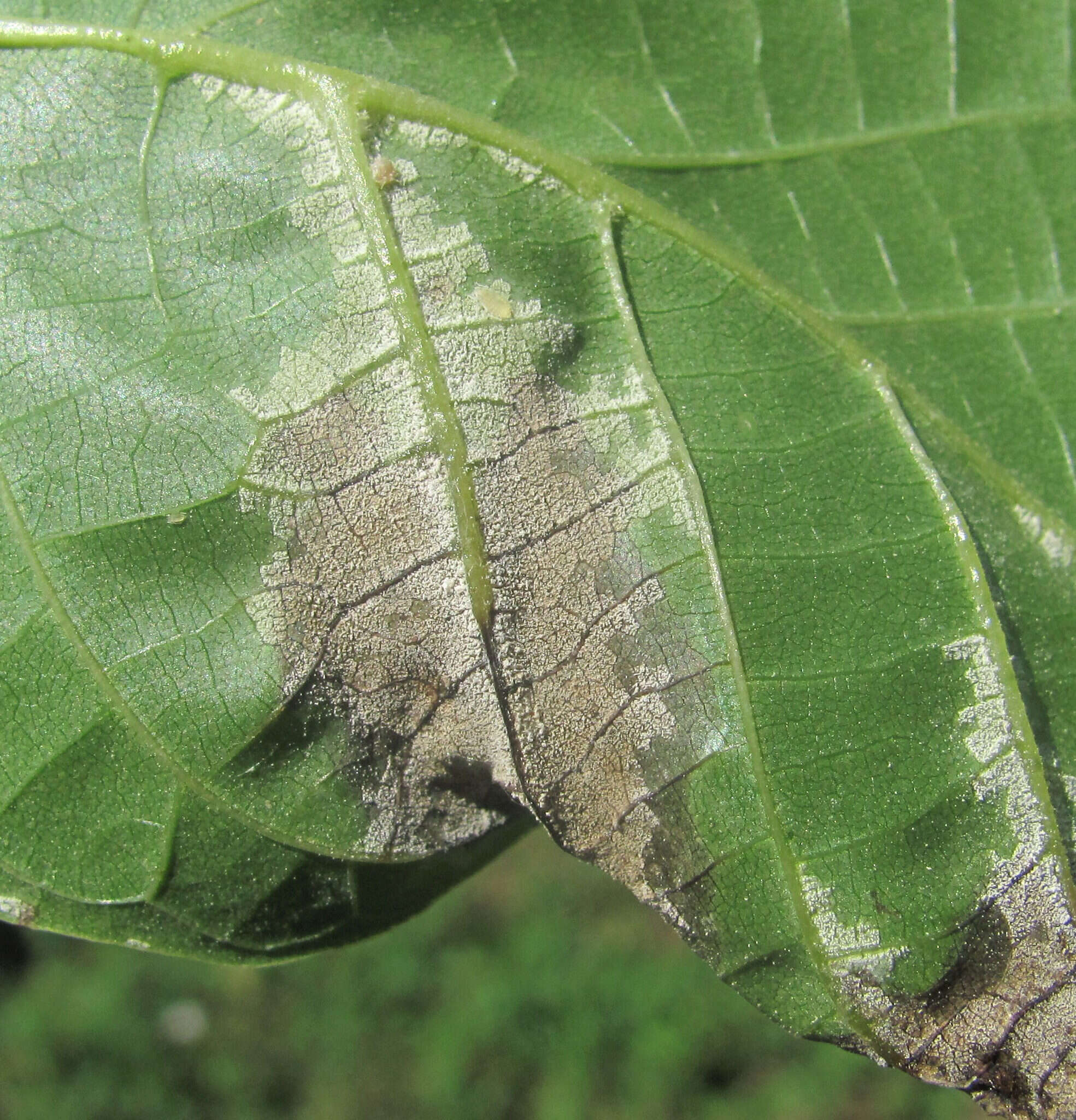 Imagem de Pseudomicrostroma juglandis (Bérenger) Kijporn. & Aime 2017