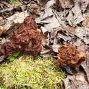 Gyromitra venenata Hai J. Li, Z. H. Chen & Zhu L. Yang resmi