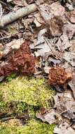 Gyromitra venenata Hai J. Li, Z. H. Chen & Zhu L. Yang resmi