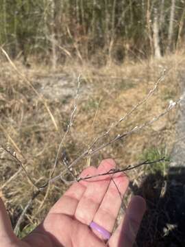 Plancia ëd Lithospermum decipiens (J. R. Allison) Weakley