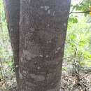 Image of Northern silky oak