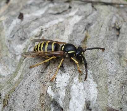 Dolichovespula saxonica (Fabricius 1793)的圖片