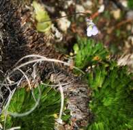 Image of Pinguicula takakii S. Z. Ruiz & J. Rzedowski