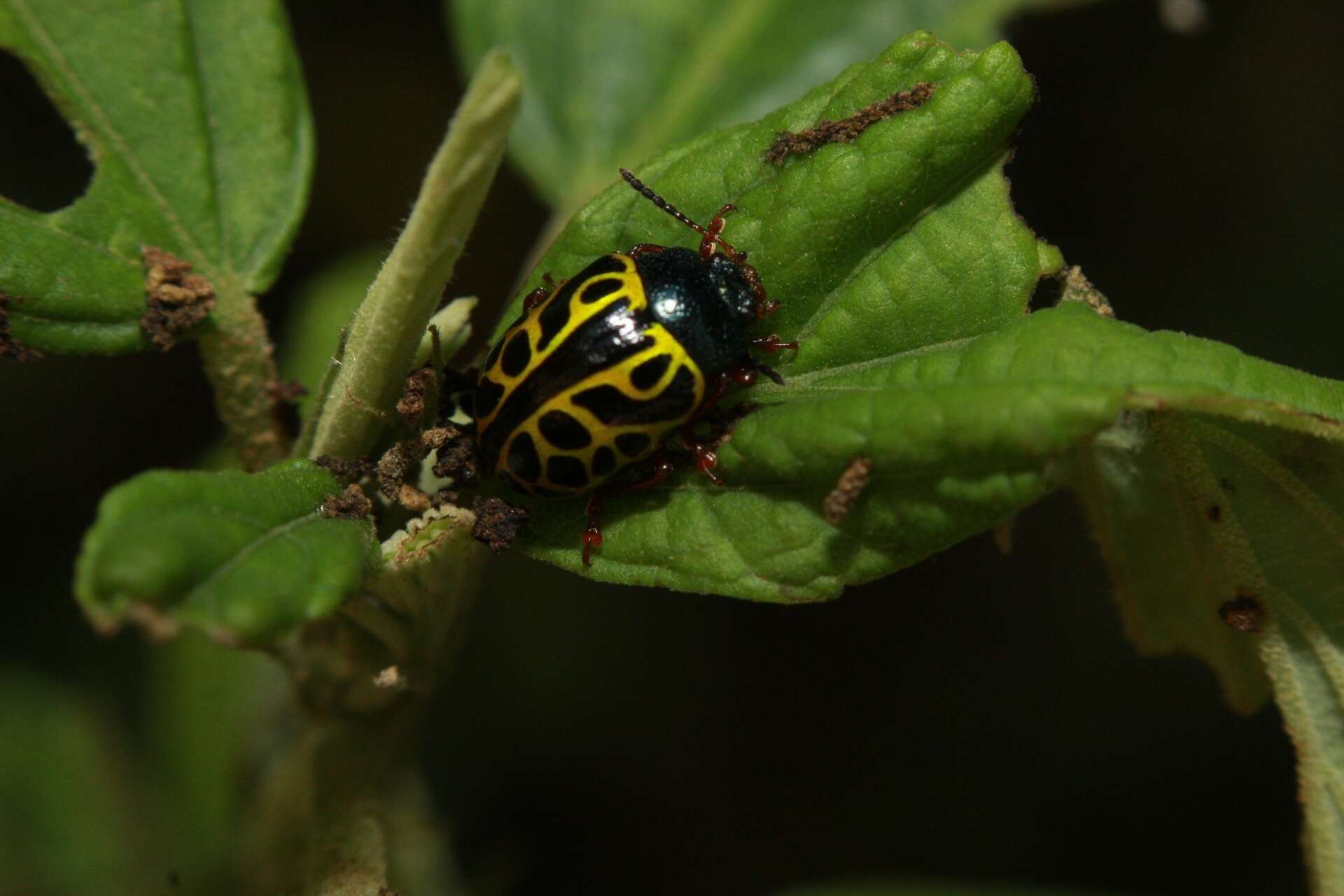 Image of <i>Calligrapha matronalis</i>