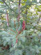 Image of Eastern Spruce Gall Adelgid