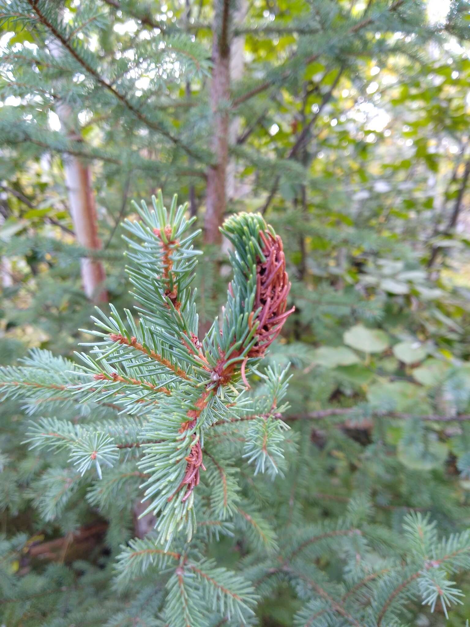 Image of Eastern Spruce Gall Adelgid