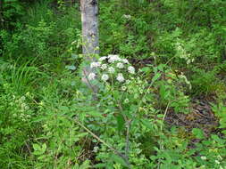 Imagem de Cicuta maculata var. maculata