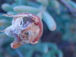 Image of Mesembryanthemum splendens subsp. pentagonum (L. Bol.) Klak