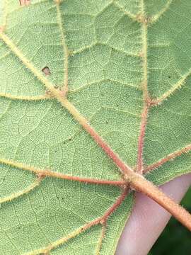 Sivun Vitis cinerea var. baileyana (Munson) B. L. Comeaux kuva