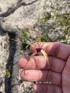 Image of Heberle's spider orchid