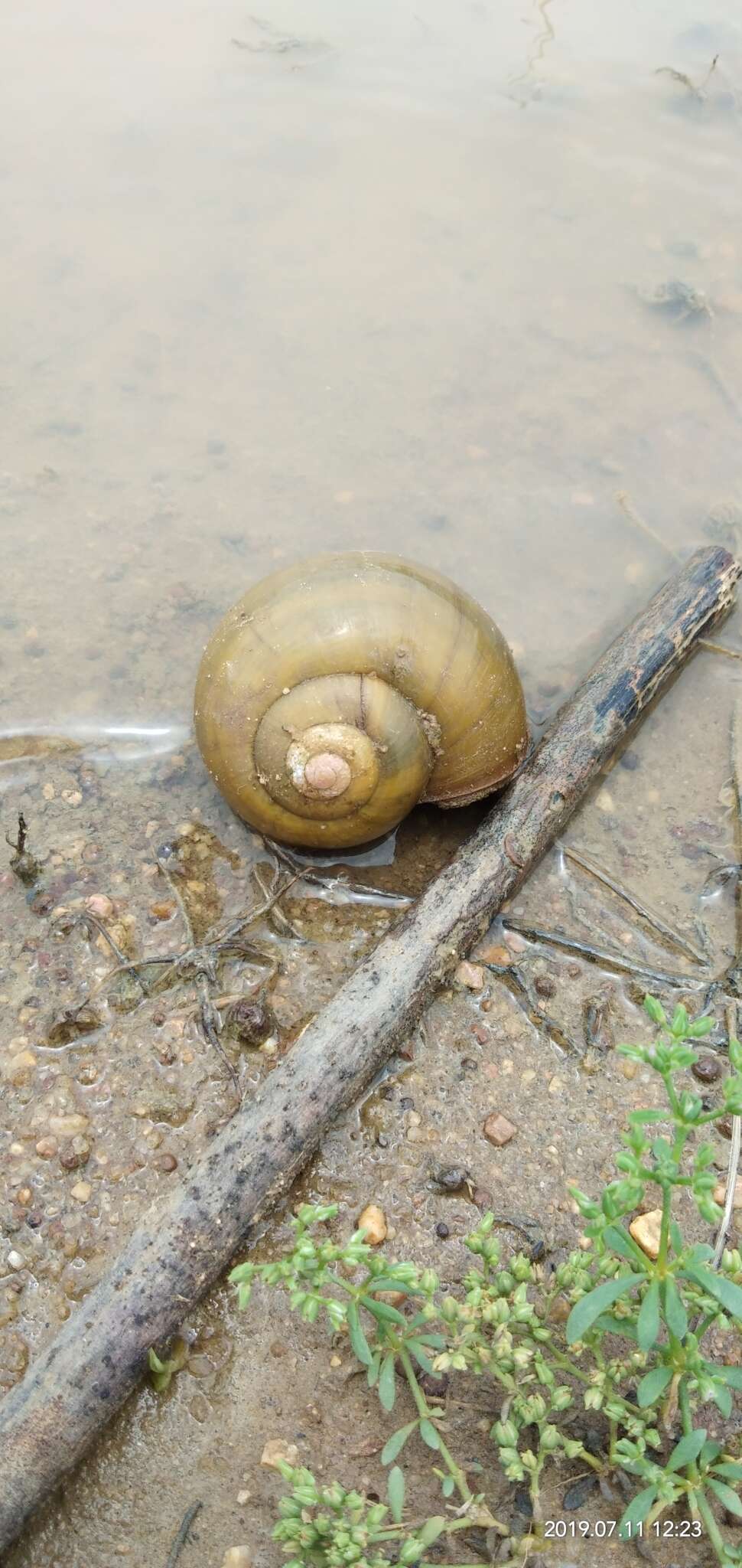 Image of Apple snail