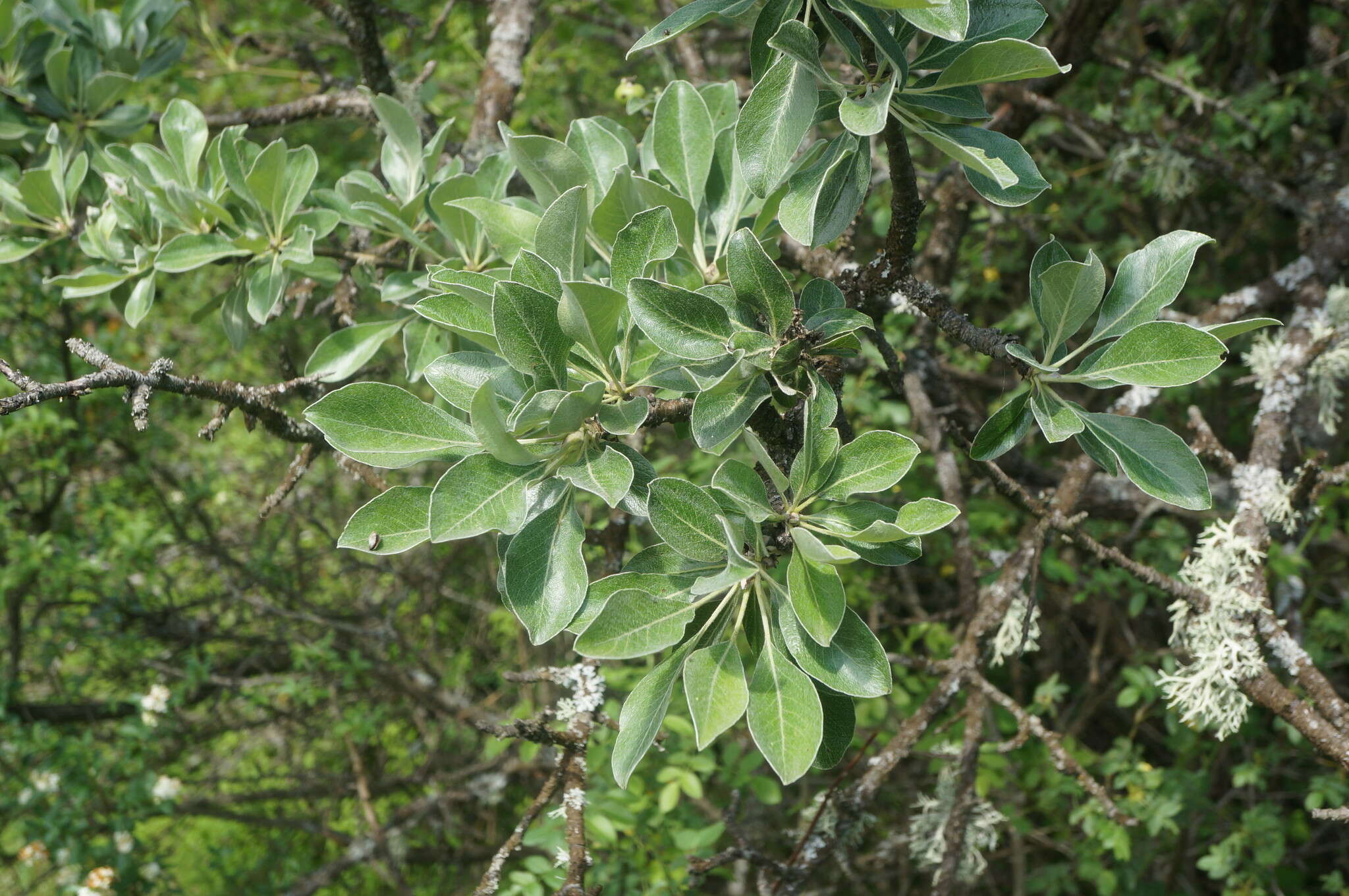 Pyrus elaeagrifolia Pall. resmi