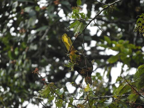 Image of Dusky-green Oropendola