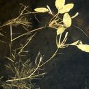 Image of Potamogeton gramineus L.