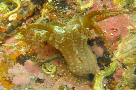 Anthopleura ballii (Cocks 1851) resmi