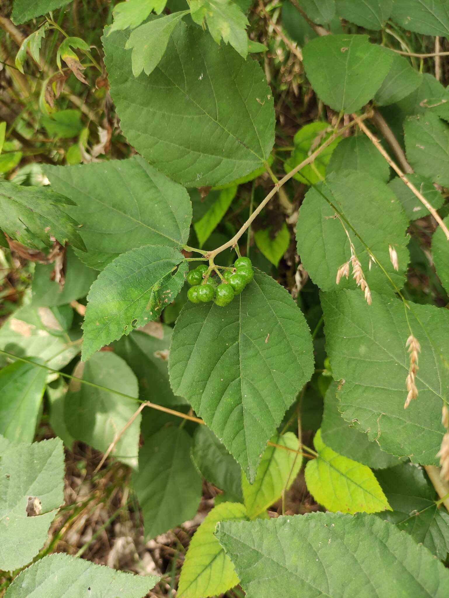 Sivun Grewia biloba var. parviflora (Bunge) Hand.-Mazz. kuva