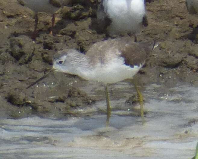 Image of Marsh Sandpiper