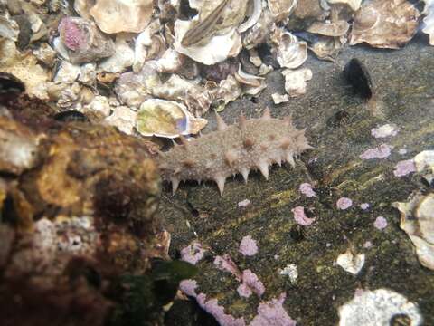 Image of Japanese Spiky Sea Cucumber